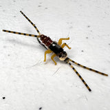 Double Trouble Nymph 2x Strong Barbed / Tungsten