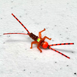 Double Trouble Nymph 2x Strong Barbed / Tungsten