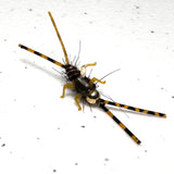 Double Trouble Nymph 2x Strong Barbed / Tungsten