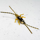 Double Trouble Nymph 2x Strong Barbed / Tungsten