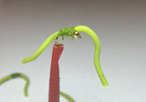 Squirmy Worms