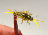 Large Stonefly Nymphs