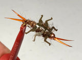 Large Stonefly Nymphs