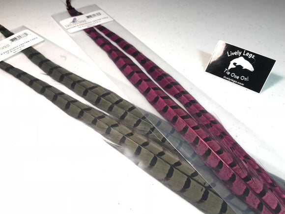 Ringneck Pheasant Tail Feathers (2 PACK)