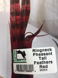 Ringneck Pheasant Tail Feathers (2 Pack)