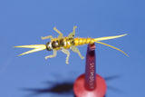 Large Stonefly Nymphs