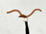 Squirmy Worms